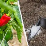 Paprika juurdub vähem kui nädalaga: milliseid väetisi auku lisada