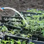 Pärast korjamist tuleb tomateid toita: 3 omatehtud väetist tugevate seemikute