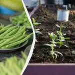 Parimad ubade “naabrid” on nimetatud: 11 juurvilja, mida saab lähedale