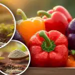 Pipar kasvab hästi: ekspert räägib enne ümberistutamist kolmest lihtsast sammust