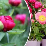 Pojengid vigu ei andesta: mida tuleb aprillis teha