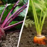 Porgandi ja peedi istutamiseks sobib ainult 6 aprilli päeva: täpne külvikalender 2026 Porgandi ja peedi istutamiseks sobib ainult 6 aprilli päeva: täpne