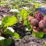 Rekordsaak garanteeritud: millal ja kuidas 2026. aastal peeti avamaale külvata