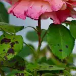 Roosid ei kannata musta laiku, kui istutate lähedale ühe lille: