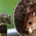 Rotid ja hiired kaovad aiast igaveseks: millised looduslikud abinõud tõrjuvad