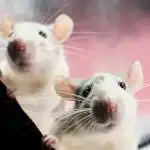 Rotid kardavad ühte toodet: lihtsat viisi näriliste kodust ja õuest