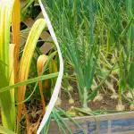 Seda peaksid tegema kõik, kelle sibula suled kollaseks lähevad ja