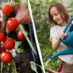 See viga "tapab" tomati seemikud: kui palju vett see vajab