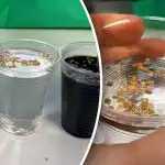 Seemnete ettevalmistamine enne külvamist: mida peate teadma