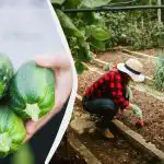 Selline "naabruskond" hävitab suvikõrvitsad ühe hooajaga: mida ei tohiks nende