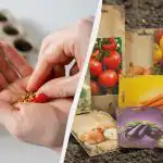 Sellised seemned ei idane isegi täiusliku hoolduse korral: mida ostmisel