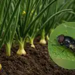 Sibulakärbes ei jõistutustest meetri kauguselegi: kuidas peenraid ja istikuid ravida