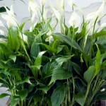 spathiphyllum-oitseb-aastaid-aednikud-raakisid-kuidas-kasvada.webp.webp