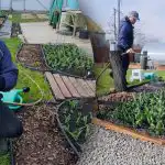 Suurte tulpide saladus: mida pead kevadel kindlasti tegema