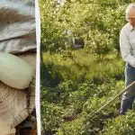 Suvikõrvitsa saak on 5 korda rikkalikum: siin on see, mida