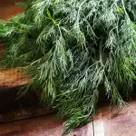 Till on värske väga pikka aega: kuidas rohelisi õigesti külmkapis