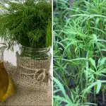 Till tärkab paksus “harjas”: ühe koostisosa infusioon teeb ime