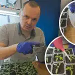 Tomatite esimene kastmine pärast ümberistutamist: mida lisada vette tugevate juurte