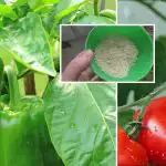 Üks lusikas - saak suureneb 10 korda: mida tomatite istutamisel