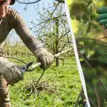 Üks viga ja oksad hakkavad mädanema: 5 peamist reeglit puude