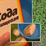 Umbrohi kaob igaveseks: lihtne lahendus köögist, mis töötab paremini kui