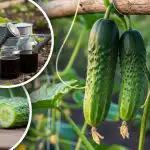 Unustage kibedad kurgid: asjatundja nimetas lihtsat magusa saagi reeglit