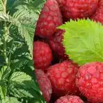 Vaarikad annavad kaks korda rohkem: mida on oluline õitsemise ajal