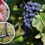 "Viinapuu nutt" on alanud: kuidas ravida viinamarju haiguste ja kevadiste
